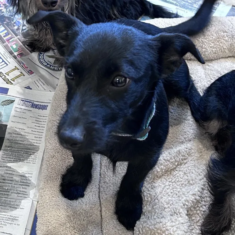 A young small-sized male Black Terrier dog named Theo for adoption in Prescott, AZ