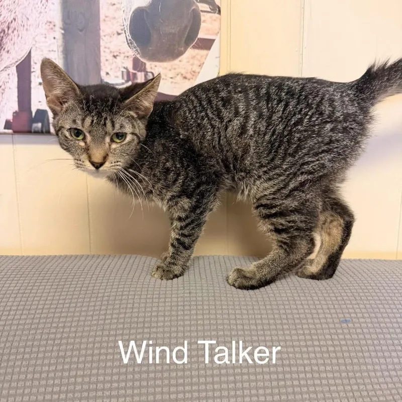 An adult small-sized male Brown / Chocolate Domestic Short Hair cat named Wind Talker for adoption in Buffalo, MN