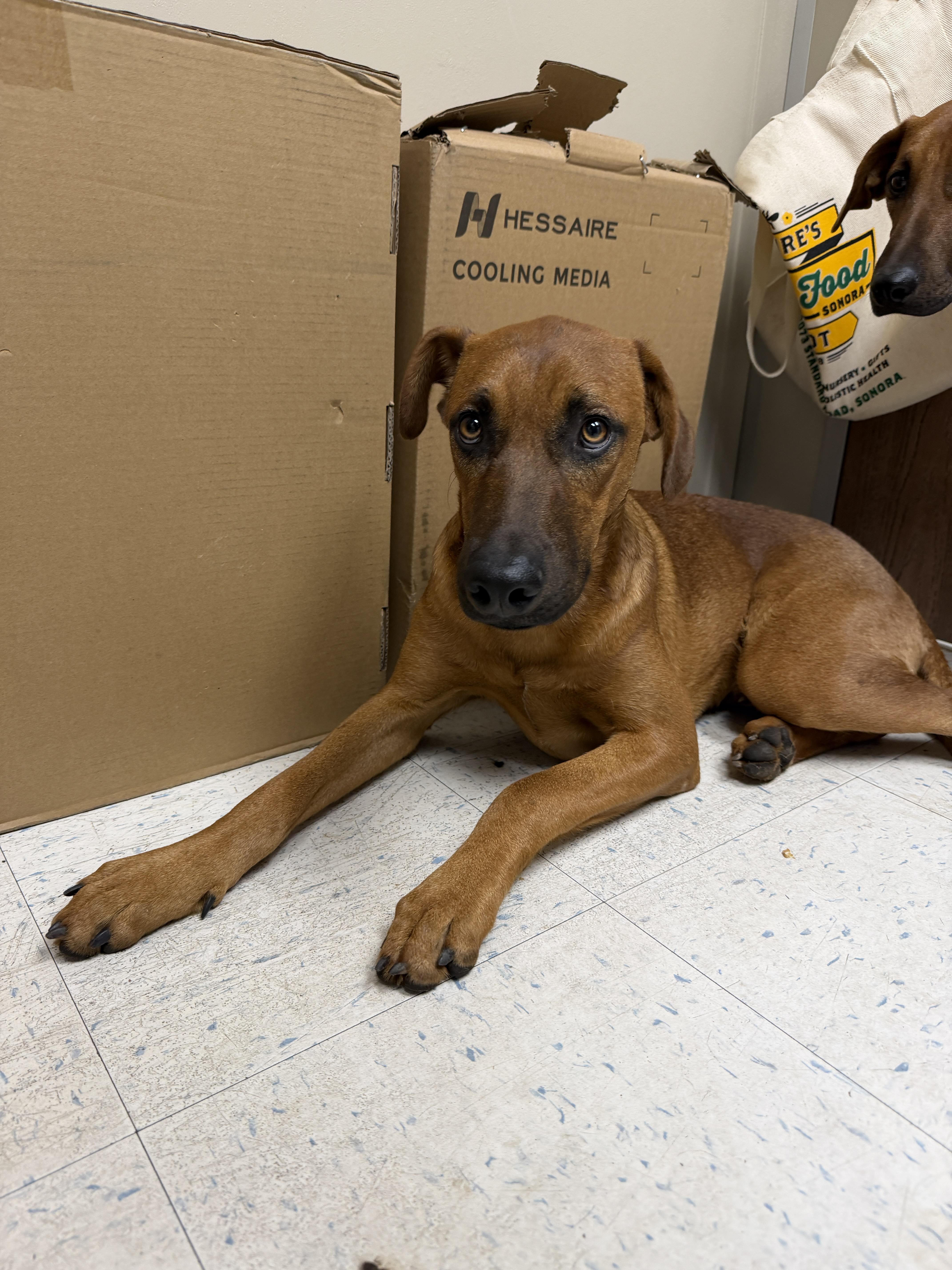 A young large-sized male Rhodesian Ridgeback dog named Canyon for adoption in Oakdale, CA