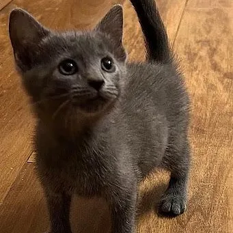 A baby small-sized female American Shorthair cat named Plum for adoption in Danbury, CT