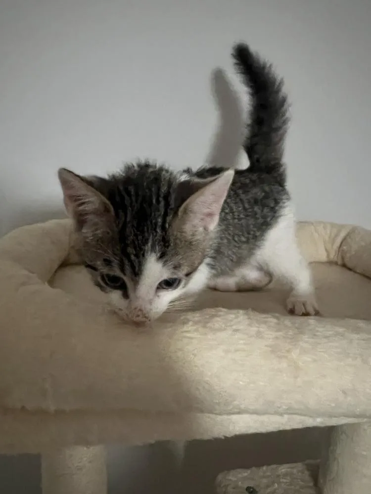 A baby small-sized female Domestic Short Hair cat named Gwendolyn for adoption in Wilmington, NC