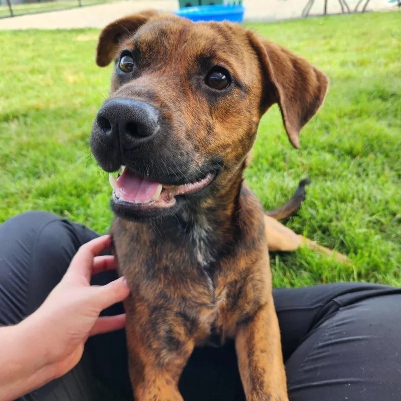 A young medium-sized male Brindle Plott Hound dog named Preston for adoption in Fort Wayne, IN