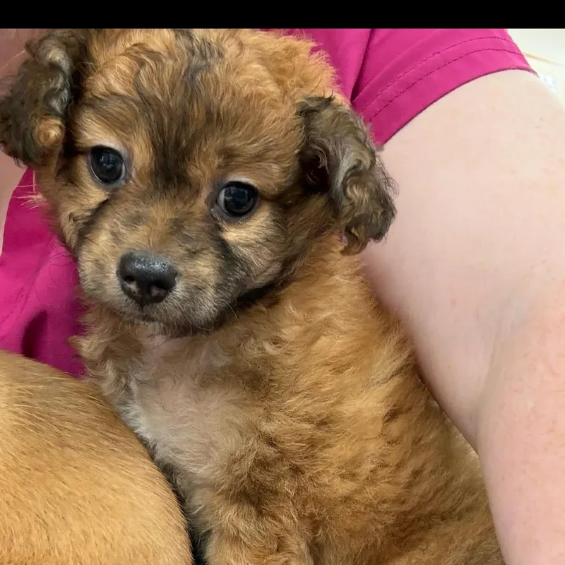 A baby small-sized female White / Cream Mixed Breed dog named Washington for adoption in Rockville, MD
