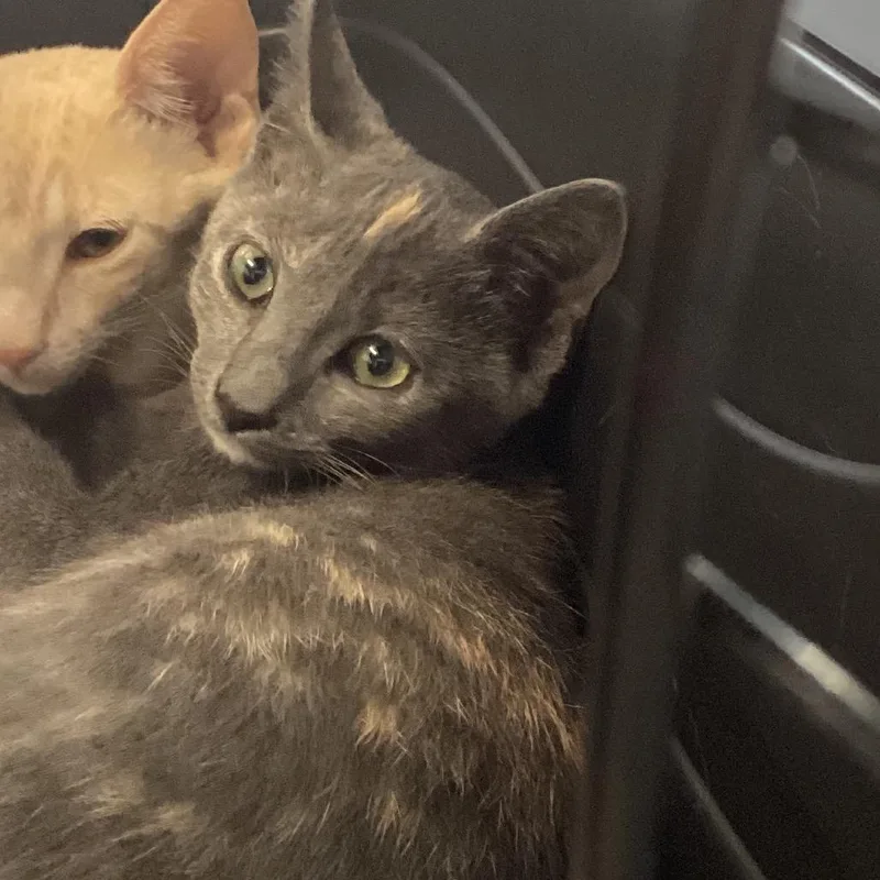 A baby small-sized male Gray / Blue / Silver Domestic Short Hair cat named Darla for adoption in Montgomery, AL