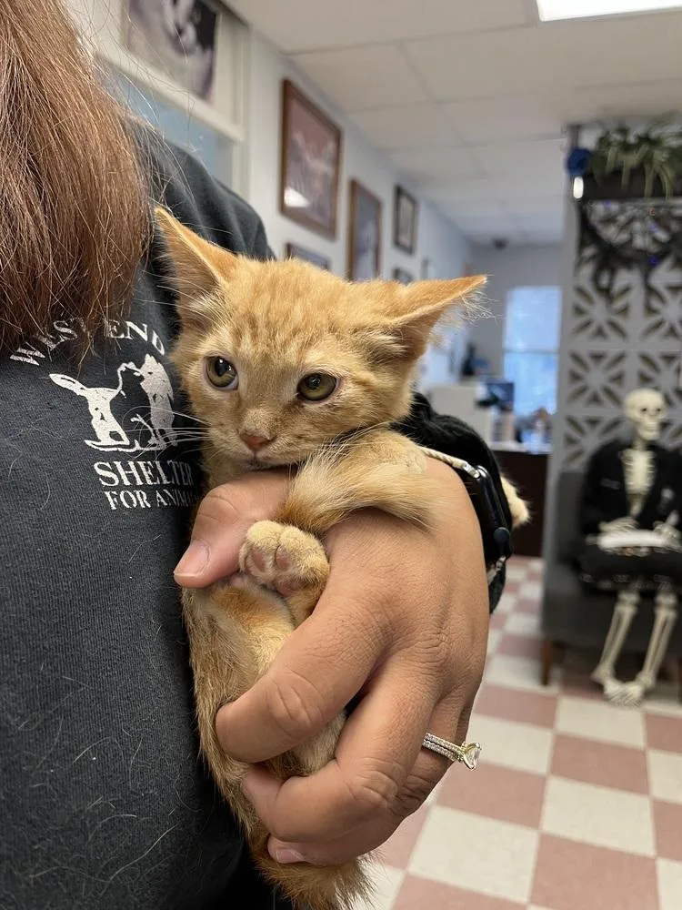 A young small-sized male Domestic Medium Hair cat named Duke for adoption in Ontario, CA