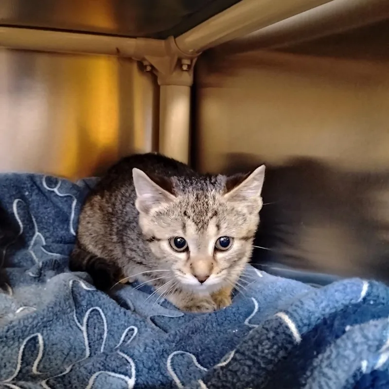 A baby small-sized male Brown / Chocolate Domestic Short Hair cat named Dawg for adoption in Wilmington, DE