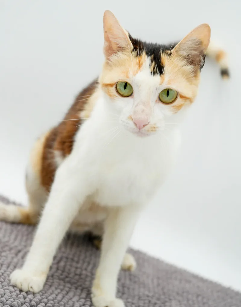A young medium-sized female Brown / Chocolate Calico cat named Olive is OMG amazing for adoption in Bedford Hills, NY