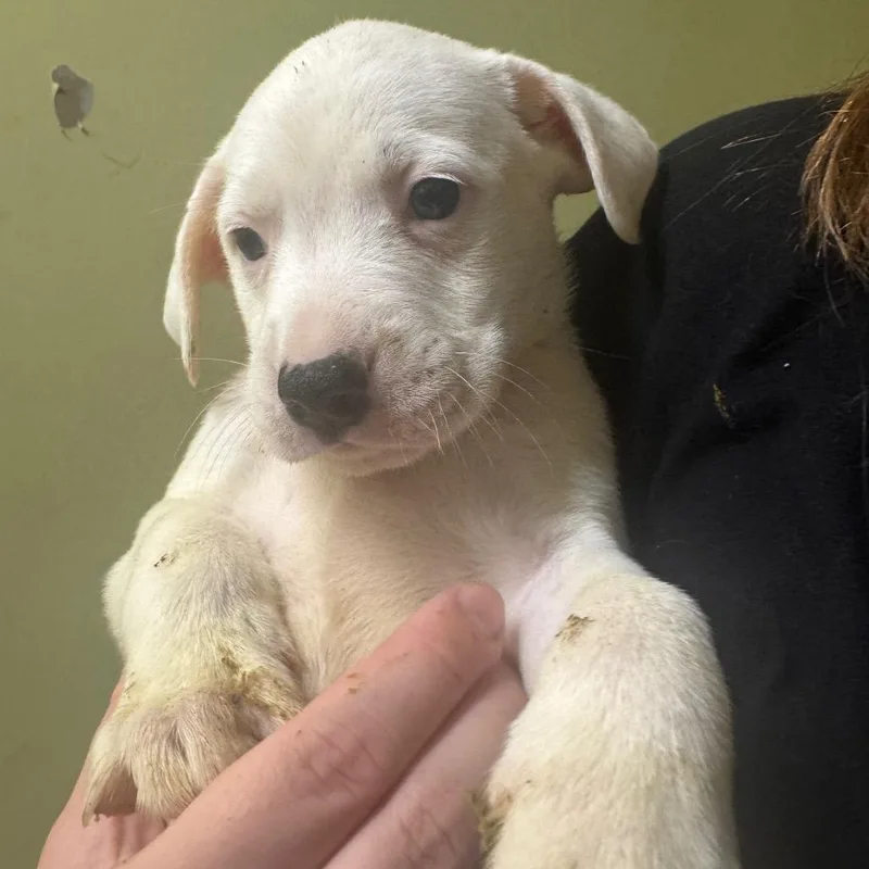 A baby small-sized male White / Cream Plott Hound dog named Fitzgerald for adoption in Blue Ridge, GA