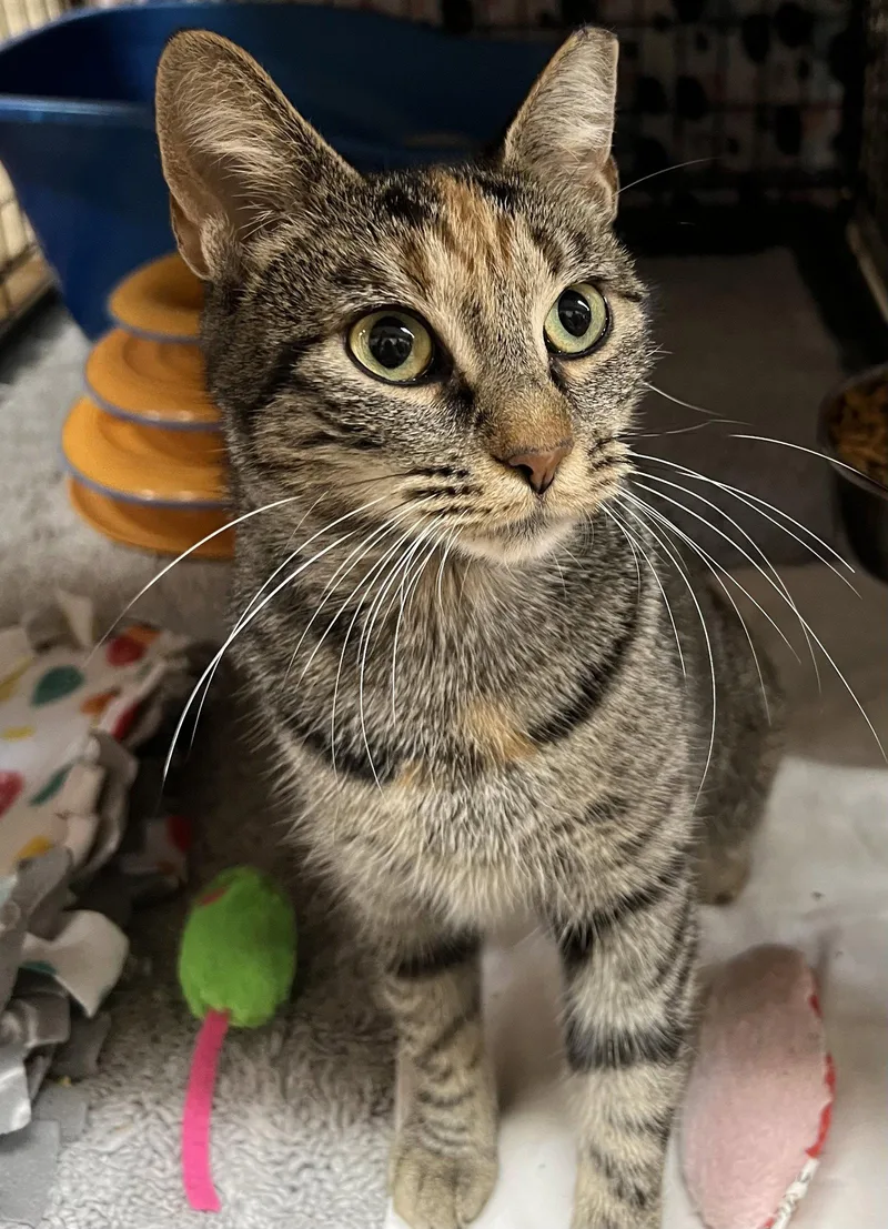 A young medium-sized female Domestic Short Hair cat named Ari for adoption in Blasdell, NY