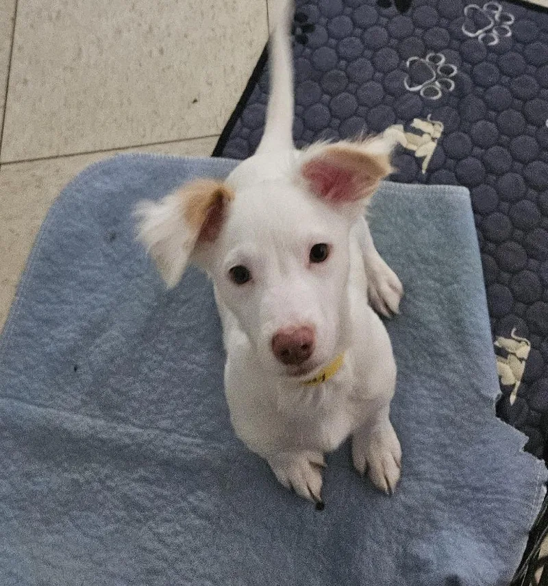 A baby small-sized male Terrier dog named Joey for adoption in Lemoore, CA