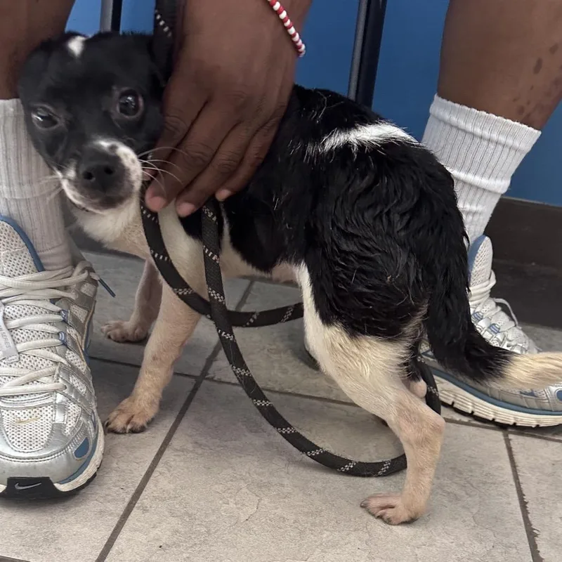 An adult small-sized female Black Mixed Breed dog named Straythavenue for adoption in Columbus, GA