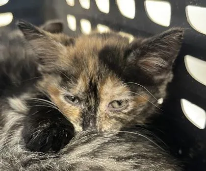 A baby small-sized female Domestic Short Hair cat named Caramel for adoption in Westland, MI
