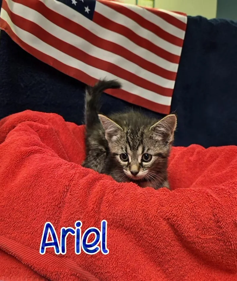 A baby small-sized female Domestic Short Hair cat named Ariel for adoption in Port Clinton, OH
