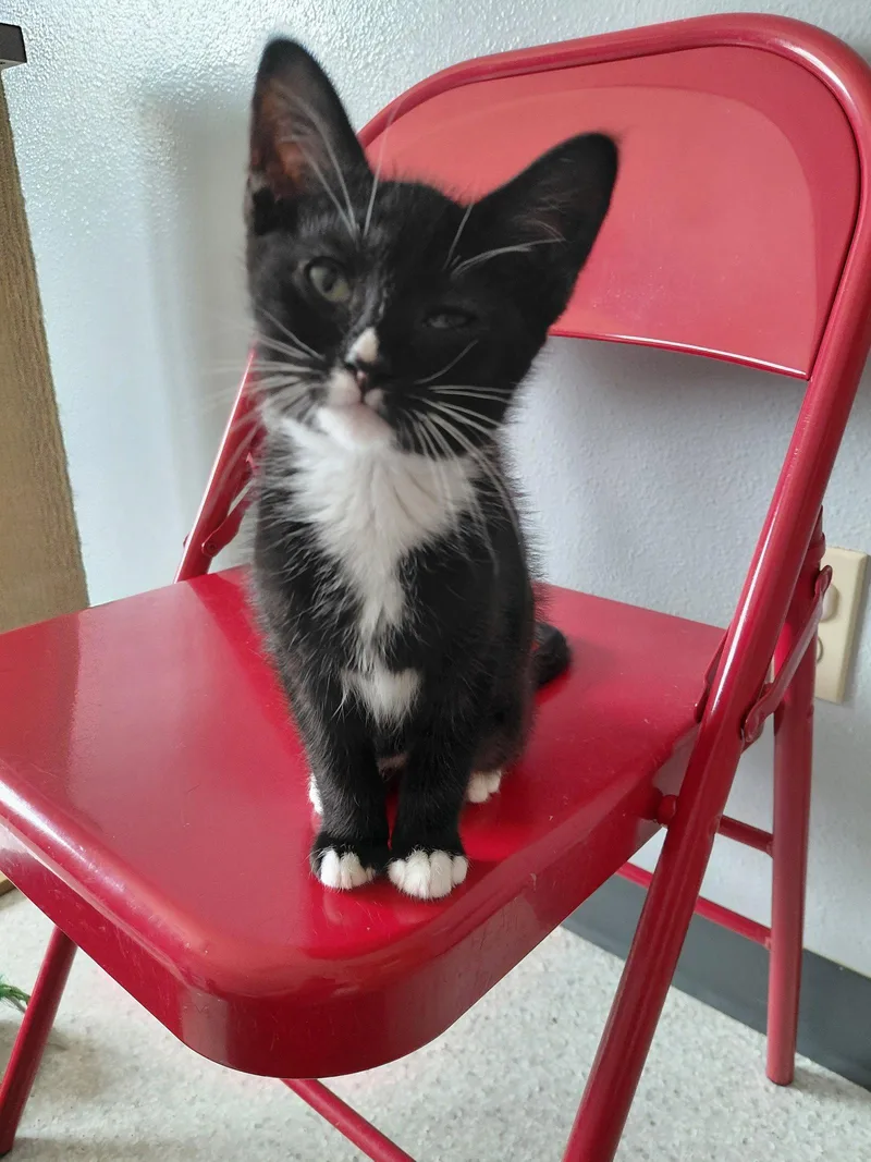 A baby medium-sized female Black & White / Tuxedo Domestic Short Hair cat named Sydney for adoption in Montello, WI