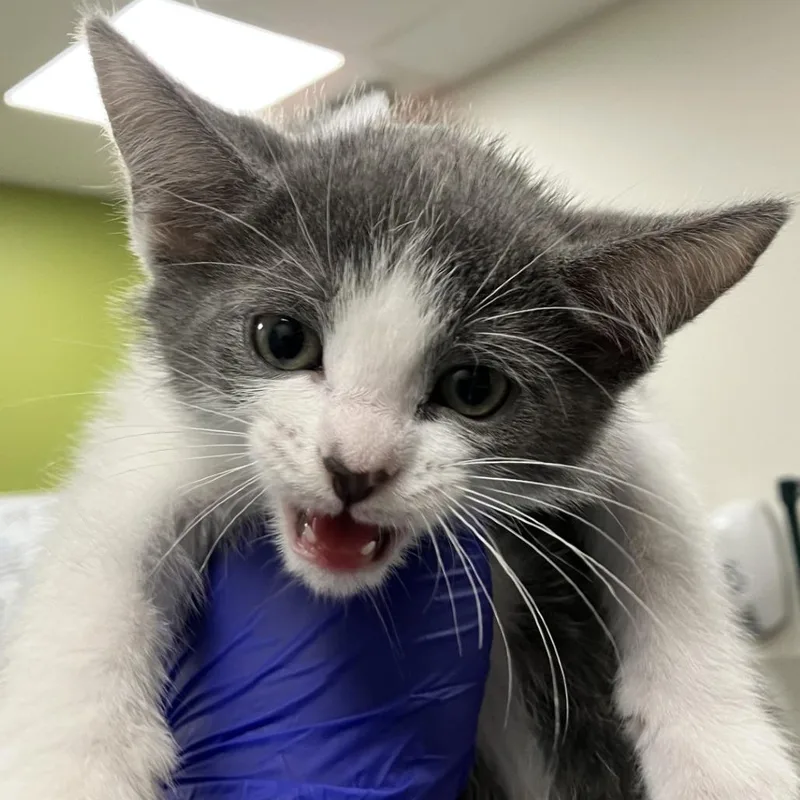 A baby small-sized female Gray / Blue / Silver Domestic Short Hair cat named Espeon for adoption in Las Cruces, NM