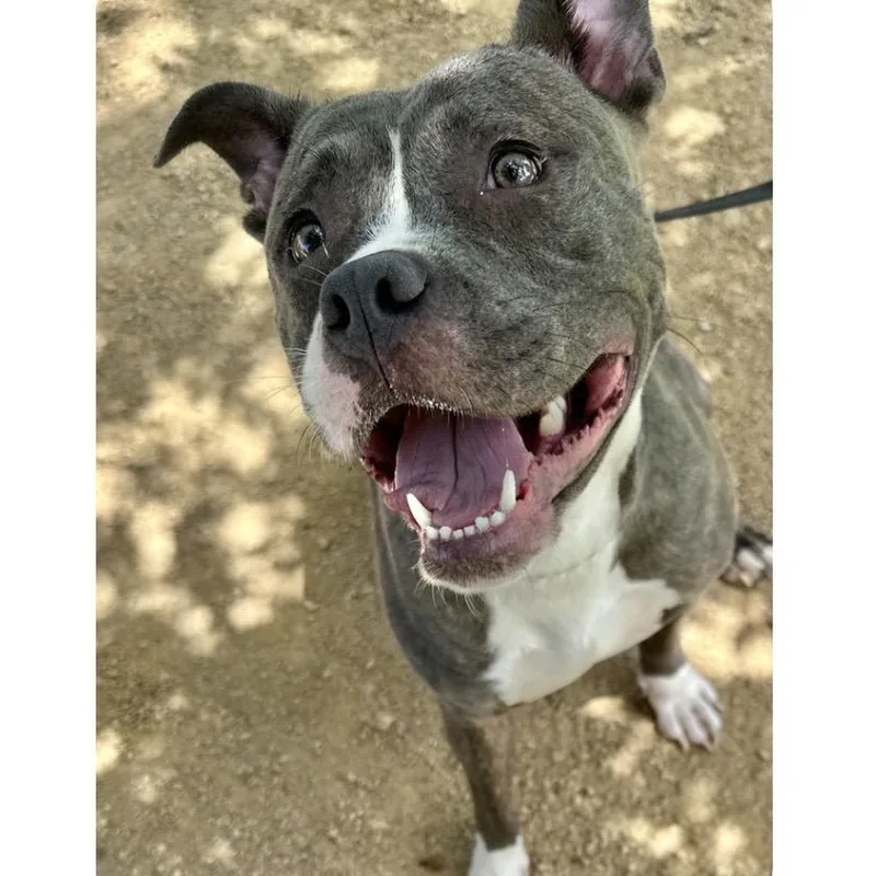 An adult medium-sized female Gray / Blue / Silver Pit Bull Terrier dog named Lucille  ECAS for adoption in Pleasanton, CA