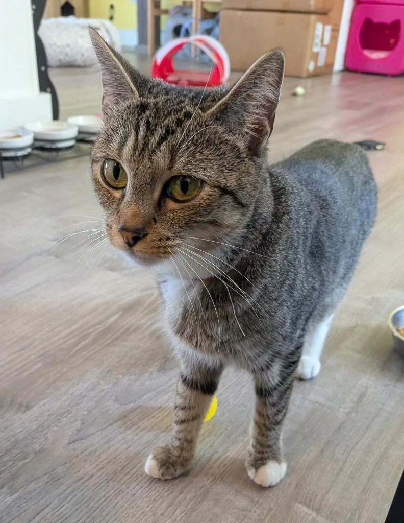 A young small-sized female Domestic Short Hair cat named Whisper for adoption in Gorham, ME