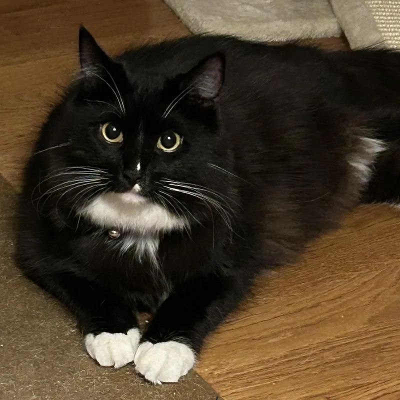 A young medium-sized male Black & White / Tuxedo Domestic Long Hair cat named Ruiz for adoption in North Hollywood, CA