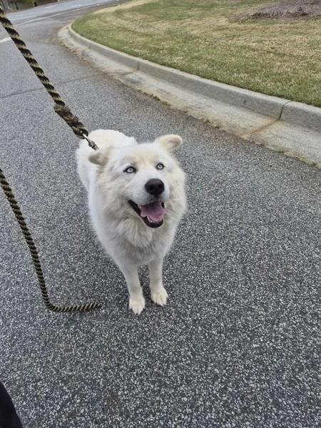 Pen  Pollie Hw+ thumbnail 2