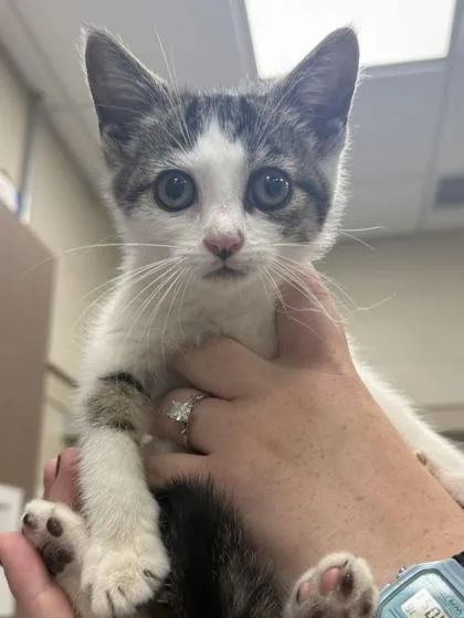 A baby small-sized female Domestic Short Hair cat named Sparrow for adoption in Fishers, IN