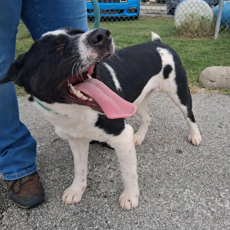 Bellatrix thumbnail 2