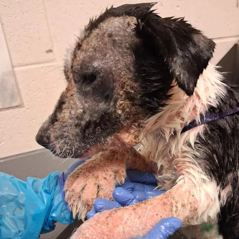 Bellatrix thumbnail 3