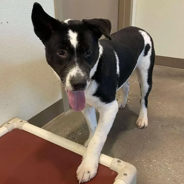 Bellatrix thumbnail 4