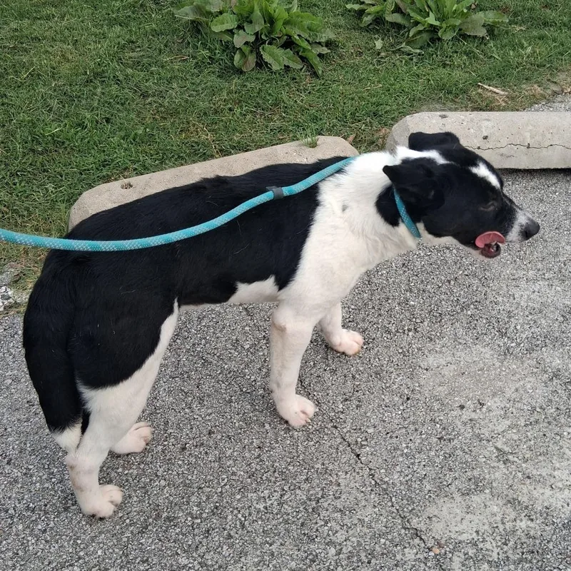 Bellatrix thumbnail 5