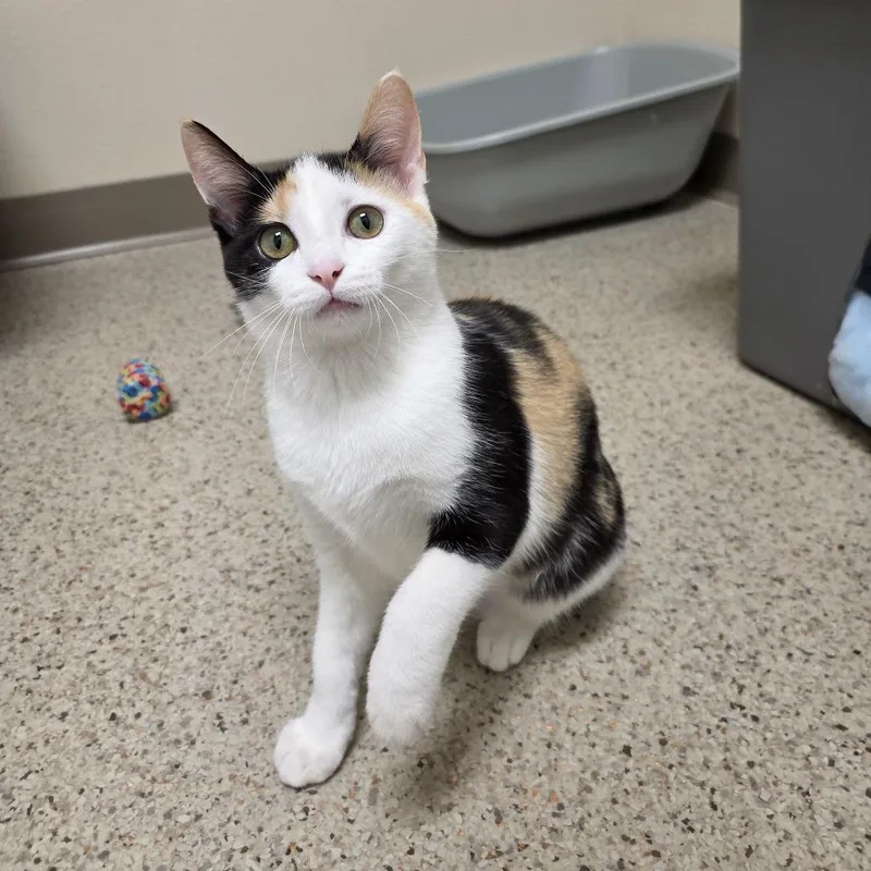 A baby medium-sized female Calico Domestic Short Hair cat named Cinderella for adoption in Oshkosh, WI