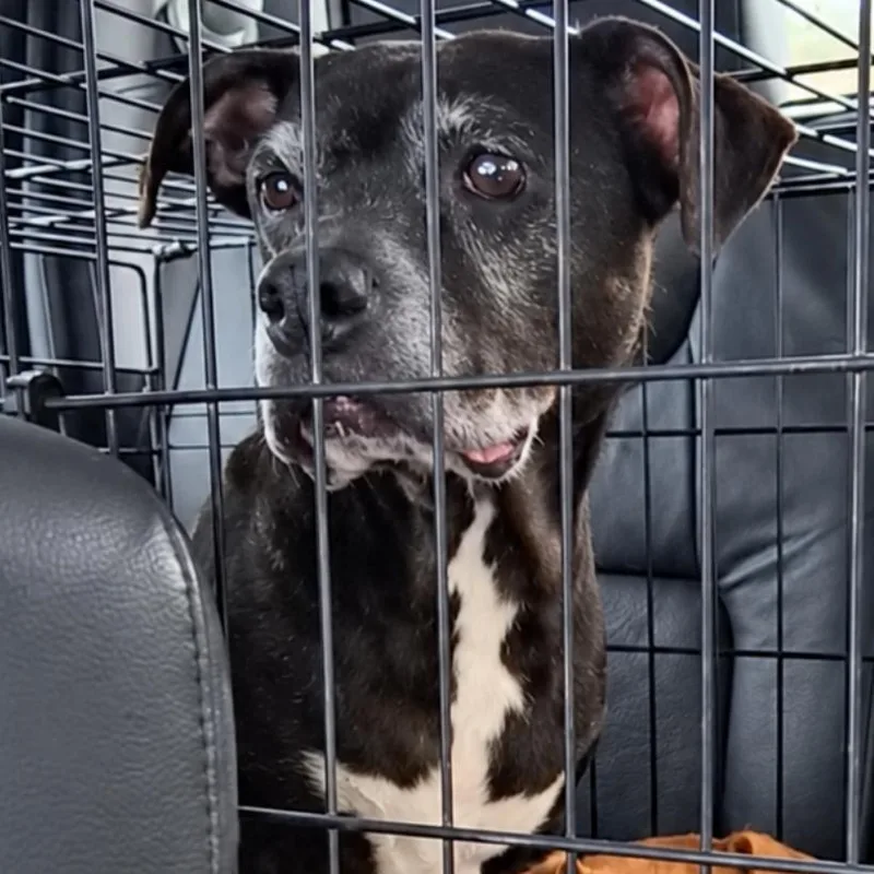 An adult small-sized female Boxer dog named Betty Boop for adoption in Rogersville, MO