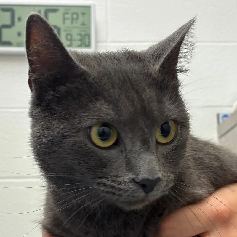 A young medium-sized female Domestic Short Hair cat named Juliet for adoption in Corpus Christi, TX