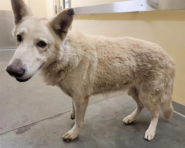 A senior large-sized male German Shepherd Dog dog named Willard for adoption in Tustin, CA