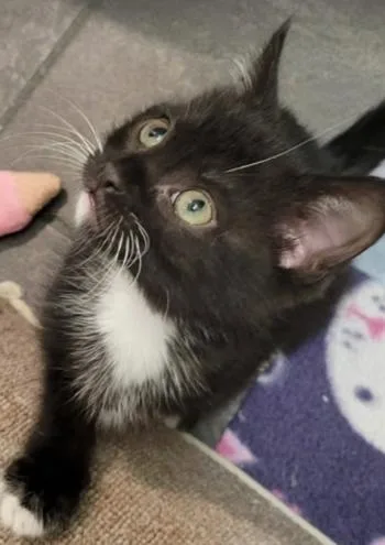 A baby medium-sized male Black & White / Tuxedo Domestic Medium Hair cat named Napoleon for adoption in oceanside, CA