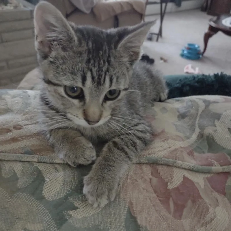 A baby small-sized female Domestic Short Hair cat named Iris for adoption in Elyria, OH