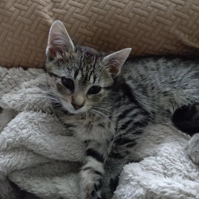 Iris thumbnail 2