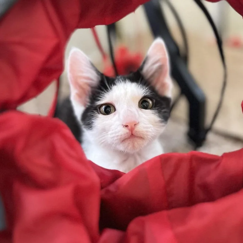 A baby small-sized male Black Domestic Medium Hair cat named Dexter for adoption in Henderson, NV