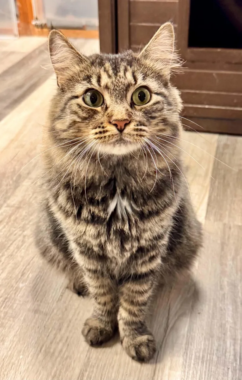 An adult medium-sized female Tabby (Buff / Tan / Fawn) Domestic Medium Hair cat named Frida for adoption in Erie, PA