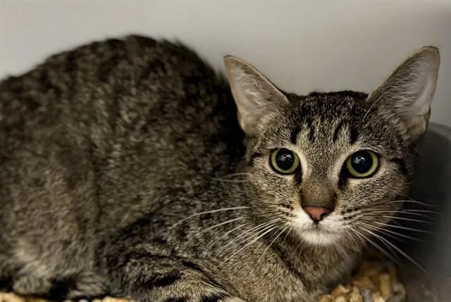 A young medium-sized female Domestic Short Hair cat named Leopard for adoption in Kalamazoo, MI