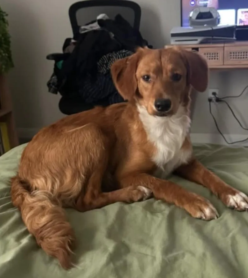 A young small-sized female Retriever dog named Cali for adoption in Gainesville, VA