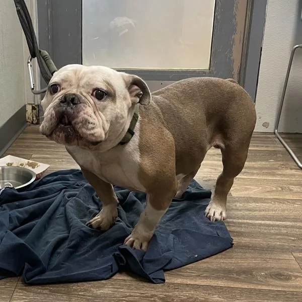 An adult medium-sized male American Bulldog dog named Modelo for adoption in San Diego, CA