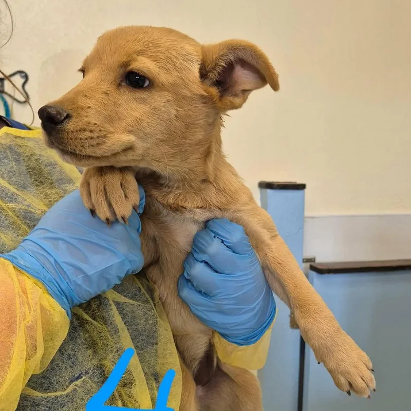 A baby medium-sized female Yellow / Tan / Blond / Fawn Mixed Breed dog named Madam Mam for adoption in Austin, TX