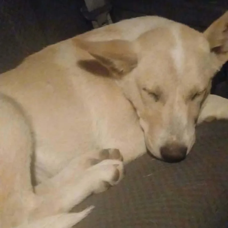 A baby large-sized male Apricot / Beige Husky dog named Bo for adoption in Tacoma, WA