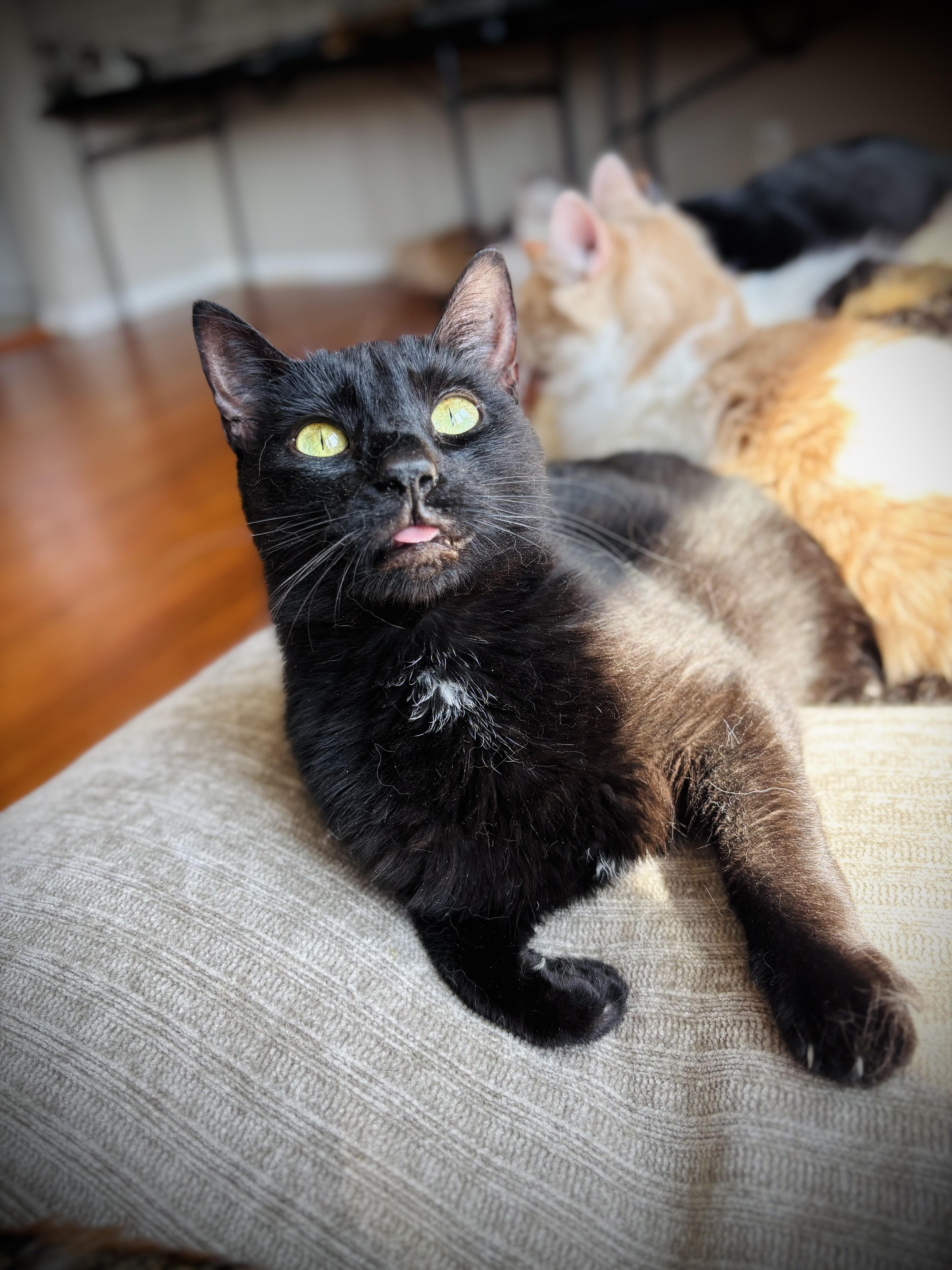 An adult medium-sized female Black Domestic Short Hair cat named Maggie Mae for adoption in Buffalo, NY