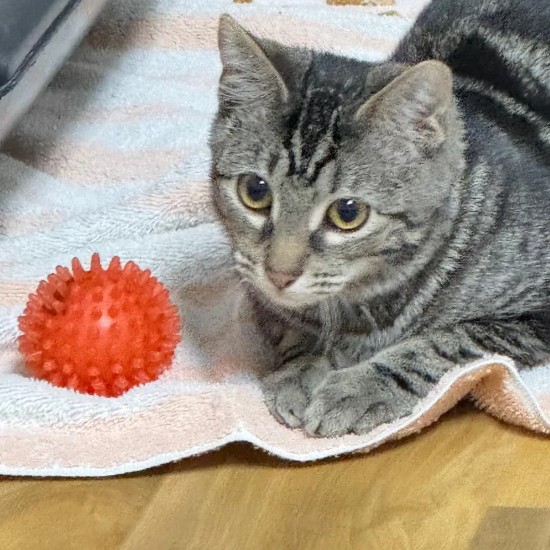 A young small-sized male Brown / Chocolate Domestic Short Hair cat named Handsome for adoption in Franklin, NC