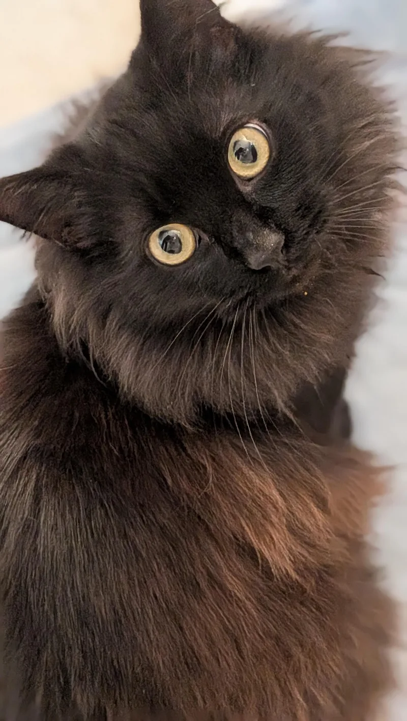 Remy