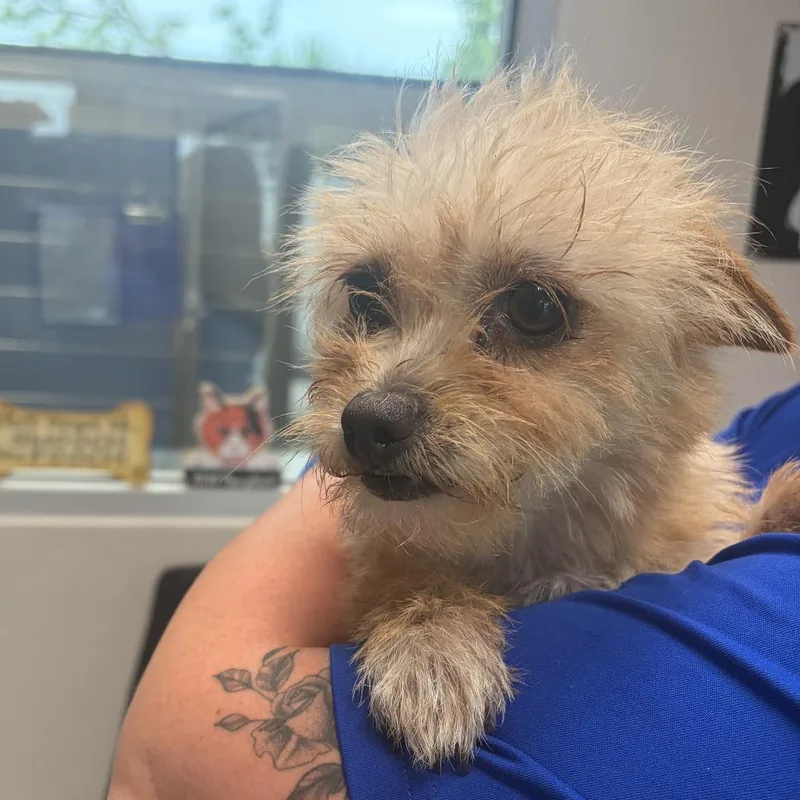 An adult small-sized female Yellow / Tan / Blond / Fawn Mixed Breed dog named Cleo for adoption in Englewood, FL