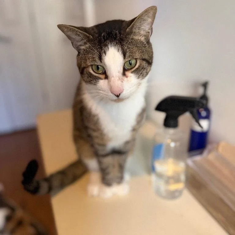 An adult medium-sized male Domestic Short Hair cat named Pasquale for adoption in Brooklyn, NY