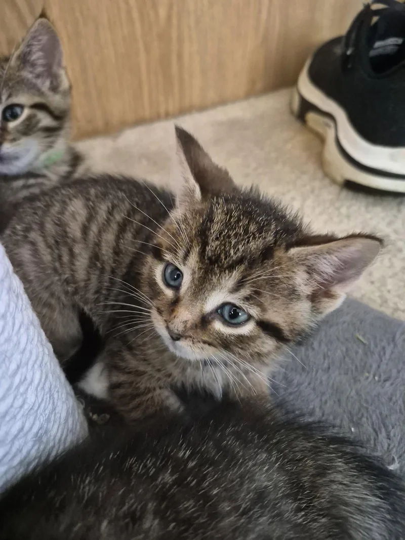 A baby medium-sized male Domestic Short Hair cat named C Litter Jacob for adoption in Livonia, MI