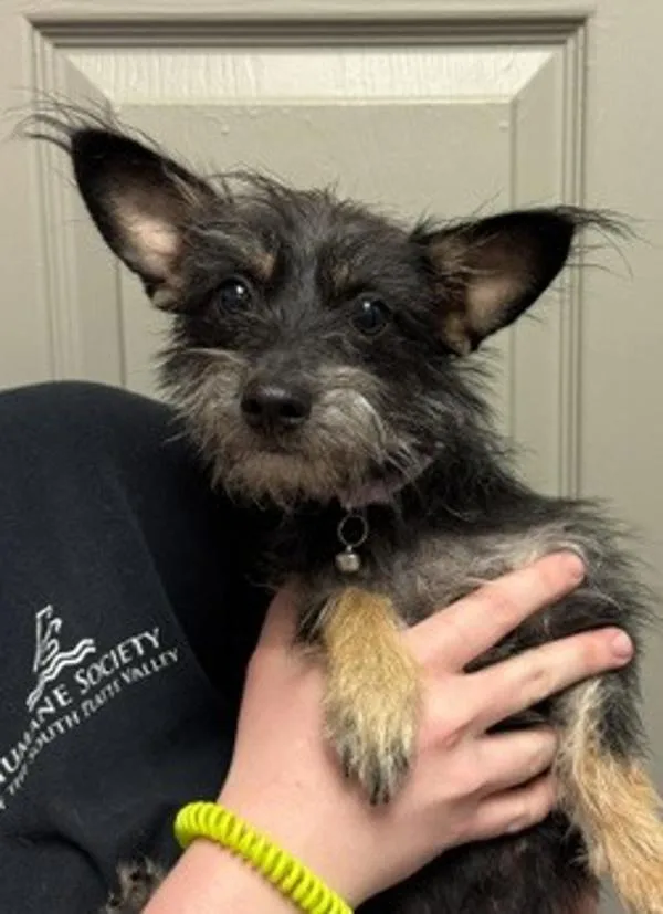 A young small-sized female Terrier dog named Mushu for adoption in Littleton, CO
