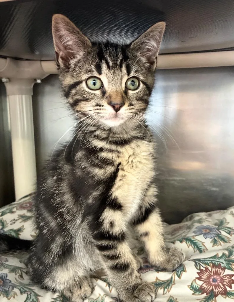 A baby medium-sized male Domestic Short Hair cat named Sharky for adoption in Pomona, NY